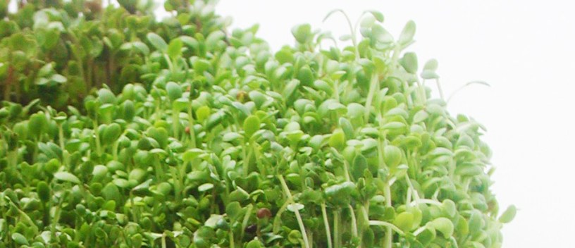 Organic-Sproutman-Broccoli-Sprouts-Growing-On-Tray